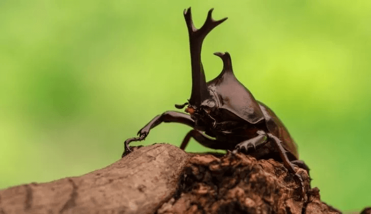 5 Brilliant Facts About Rhinoceros Beetles